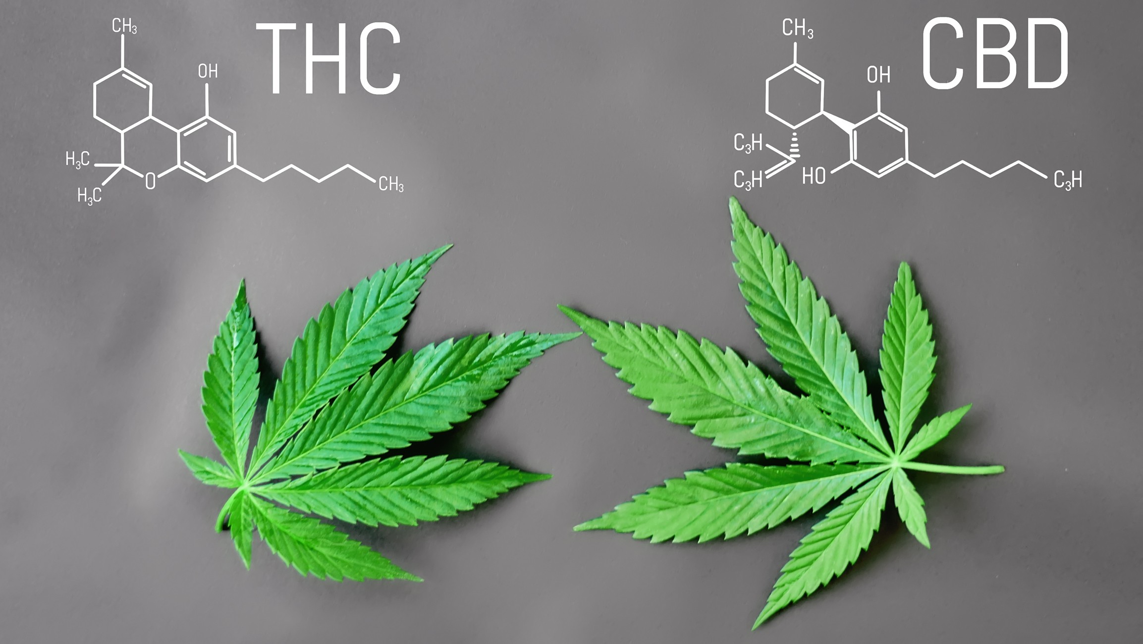CBD-Öl